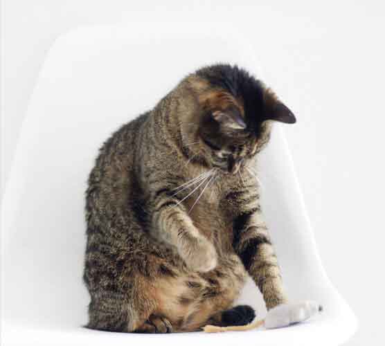 网络ddos攻击软件